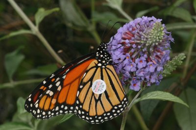 Monarch (Tagged) 