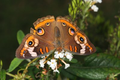 Common Buckeye