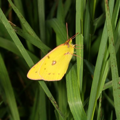 Clouded Sulphur