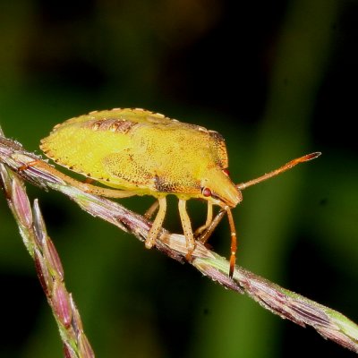 Euschistus-type, late instar