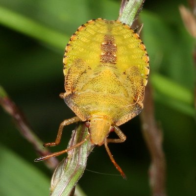 Euschistus-type, late instar