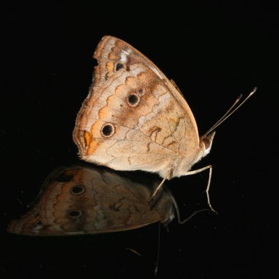 Common Buckeye