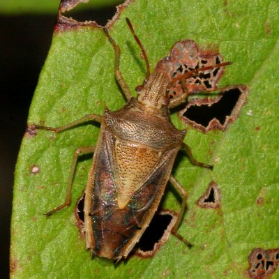 Oebalus pugnax * Rice Stink Bug