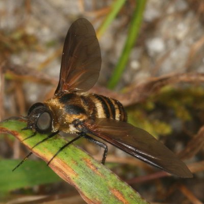 Exoprosopa fasciata