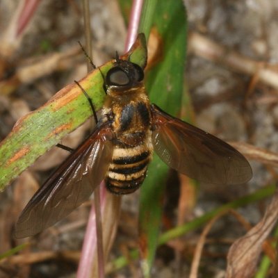 Exoprosopa fasciata