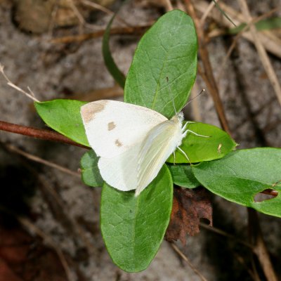 Cabbage White ♀