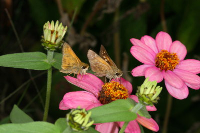 Sachem ♂ & ♀
