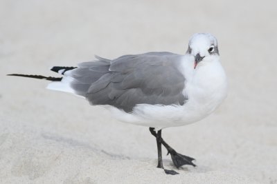 Laughing Gull