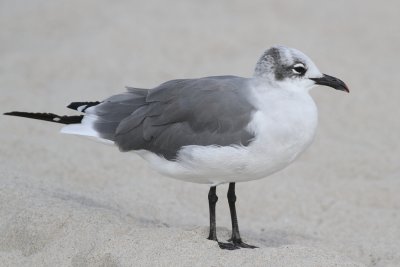 Laughing Gull