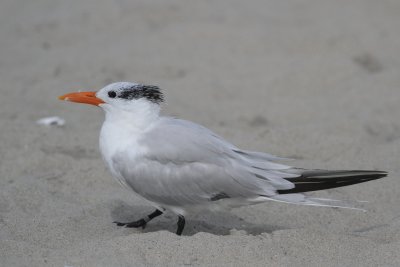 Royal Tern