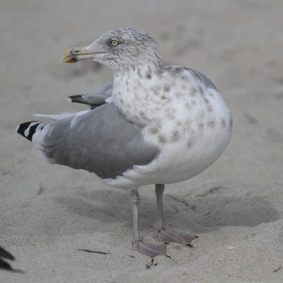Herring Gull / Adult nonbreeding
