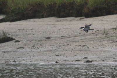 Belted Kingfisher