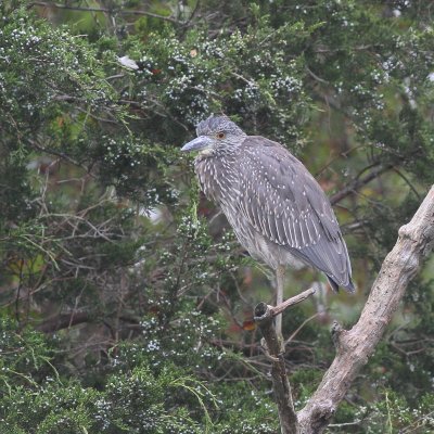 Yellow-crowned Night-Heron / Juvenile