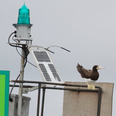 Brown Booby ♀