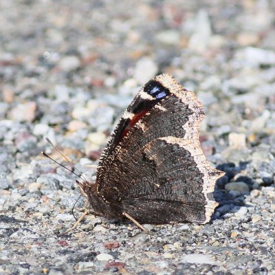 Mourning Cloak