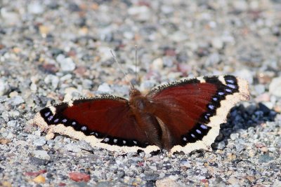 Mourning Cloak