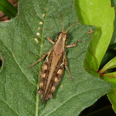 Melanoplus bruneri ♀ - (Tentative)