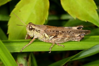 Melanoplus bruneri ♀ - (Tentative)