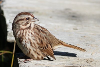 Song Sparrow