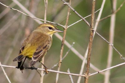 Palm Warbler