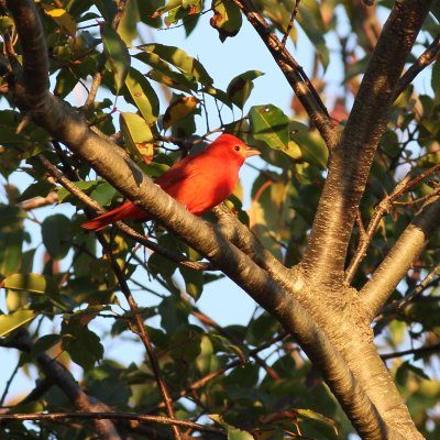 Summer Tanager ♂