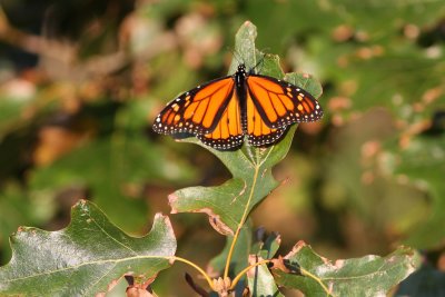 Early Morning Basking