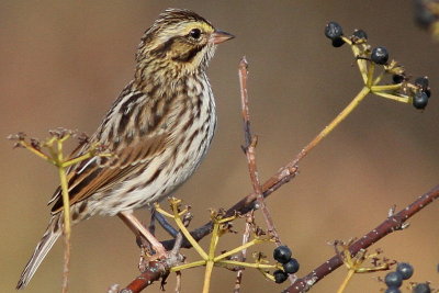 Savannah Sparrow