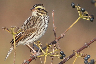 Savannah Sparrow