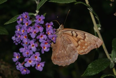 Tawny Emperor