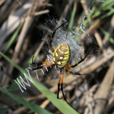 Argiope aurantia