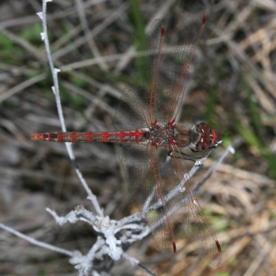 Variegated Meadowhawk