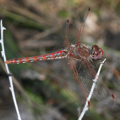 Variegated Meadowhawk 