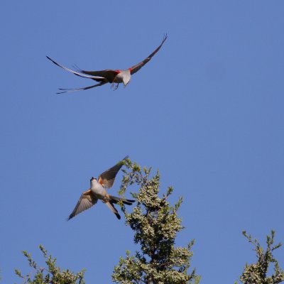 Scissor-tailed Flycatcher