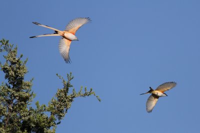 Scissor-tailed Flycatcher