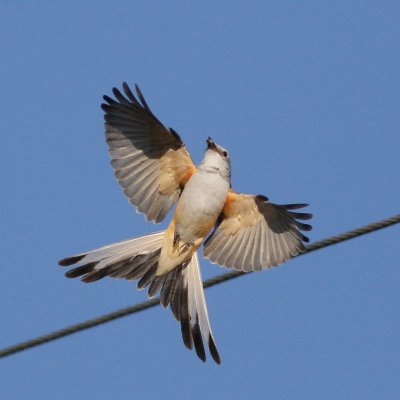 Scissor-tailed Flycatcher