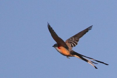 Scissor-tailed Flycatcher