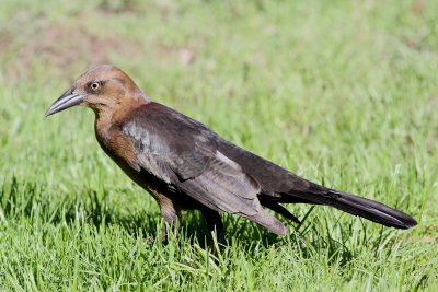 Great-tailed Grackle ♀