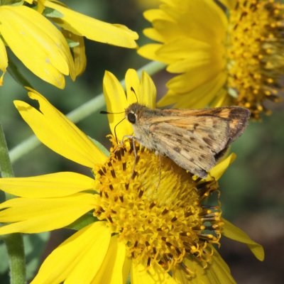 Fiery Skipper ♀