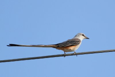 Scissor-tailed Flycatcher