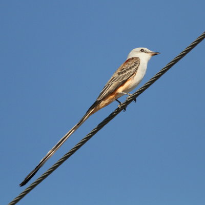 Scissor-tailed Flycatcher