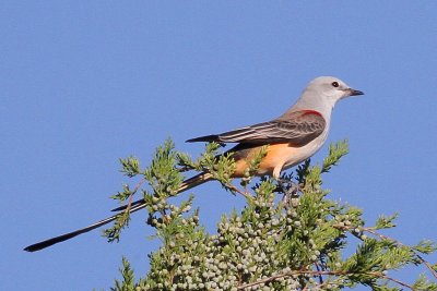 Scissor-tailed Flycatcher