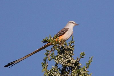 Scissor-tailed Flycatcher