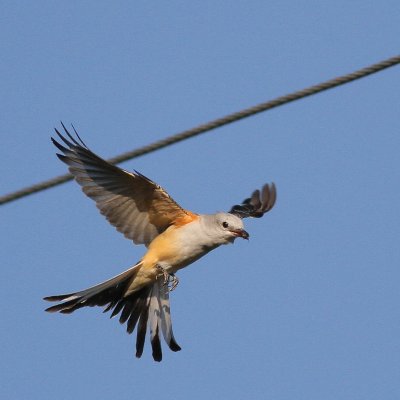 Scissor-tailed Flycatcher