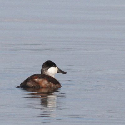 Ruddy Duck ♂