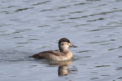 Ruddy Duck ♀