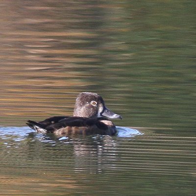 Ring-necked Duck ♀