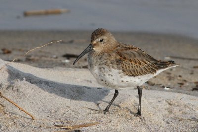 Dunlin