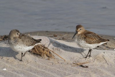 Dunlin