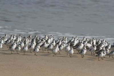 Sanderling