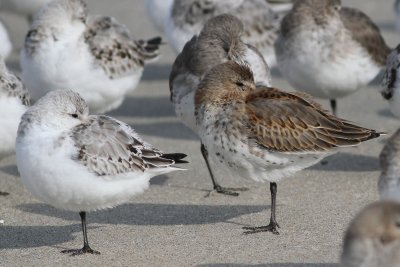 Sanderling  & Dunlin